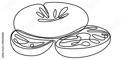 A single continuous line drawing of a whole ripe tomato alongside two cut tomato slices on white Vector, illustration