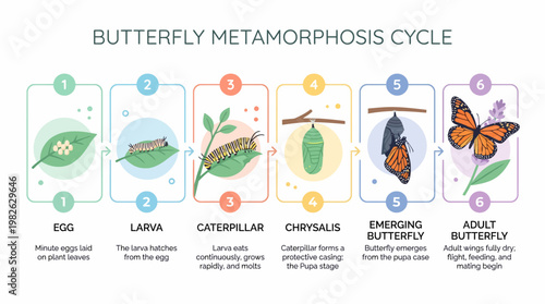 Detailed Butterfly Growth Process Diagram in Minimal Flat Design Featuring Full Transformation Stages for Biology Education Visual Resource with Isolated Elements on White Background