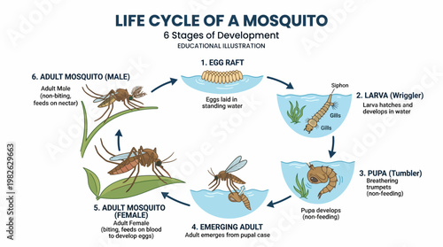 Mosquito Life Cycle Metamorphosis Flat Vector Illustration Showing Egg Larva Pupa to Adult Stages in Clean Educational Infographic Style Suitable for Biology and Health Awareness Content