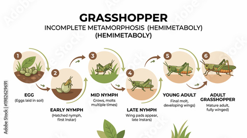 Grasshopper Incomplete Metamorphosis Life Cycle Flat Vector Illustration Showing Nymph Development to Adult Insect in Clean Educational Diagram Style