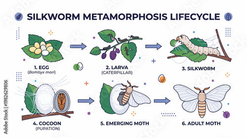 Silkworm Metamorphosis Life Cycle Flat Vector Illustration Showing Cocoon Formation and Silk Production Process in Detailed Educational Diagram Style for Textile Industry Learning