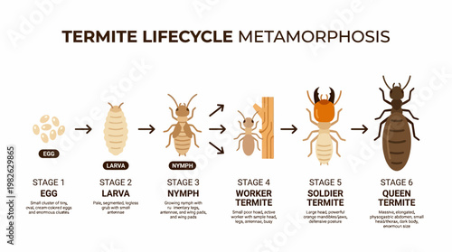 Detailed Termite Growth Process Infographic Featuring Lifecycle Transformation in Minimal Flat Design with White Background Ideal for Construction and Pest Awareness Use
