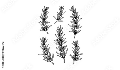 Hand drawn rosemary line art vector set with botanical herb sprigs in black and white minimal style