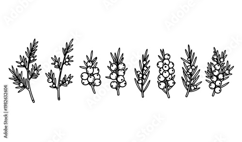 Juniper branch and berry line icon set in black and white hand drawn vector for herbal design