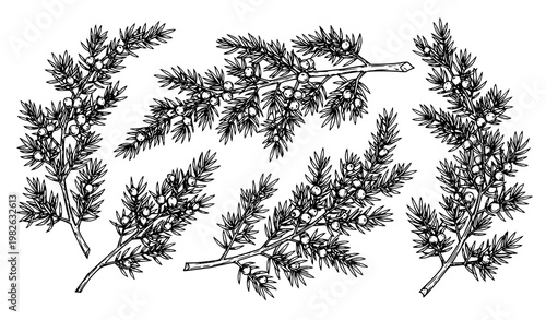 Vintage juniper botanical illustration vector set with hand drawn branches and berries in black and white