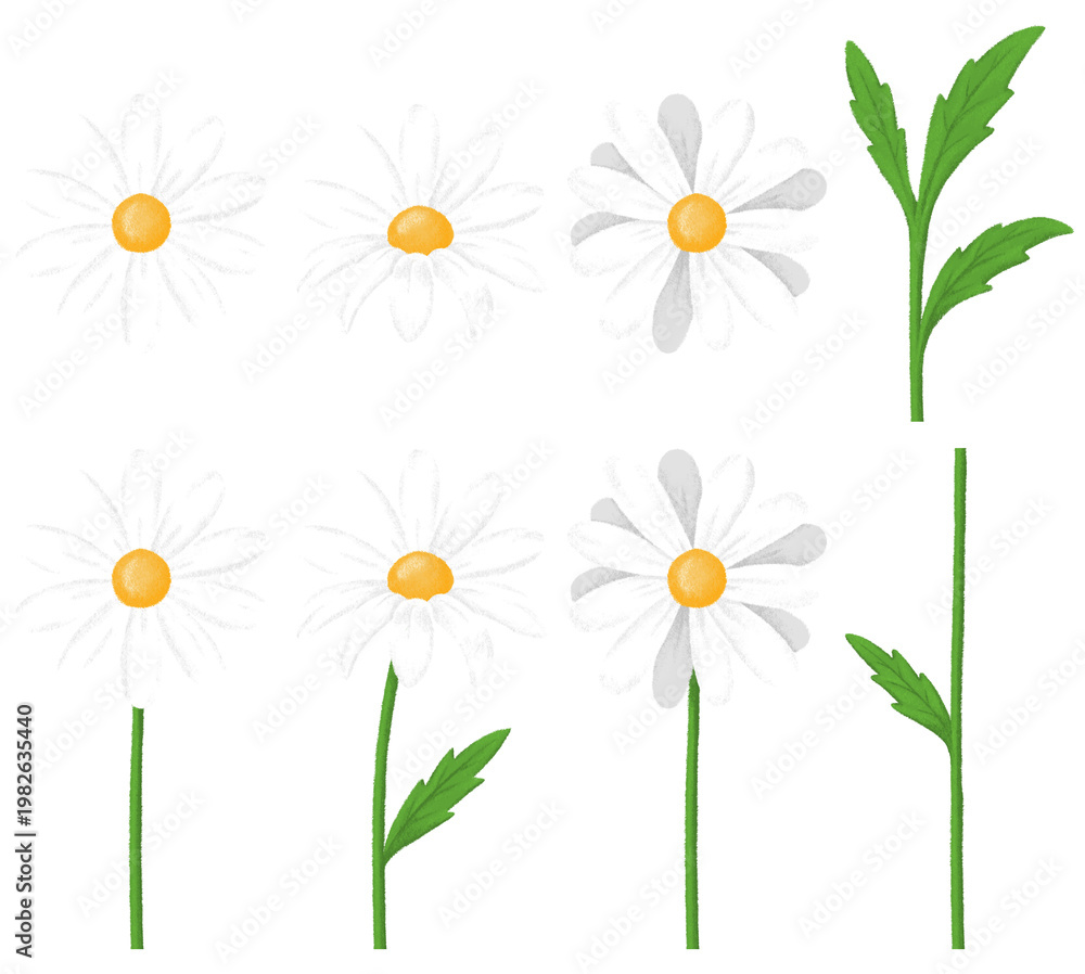 Fototapeta premium Collection of daisy flower elements isolated on transparent background. Flowers, petals, leaves, stems vector illustrations for floral, summer, and nature designs. PNG format.