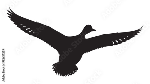 Silhouette of a duck in flight isolated on white background with outstretched wings and feathers visible