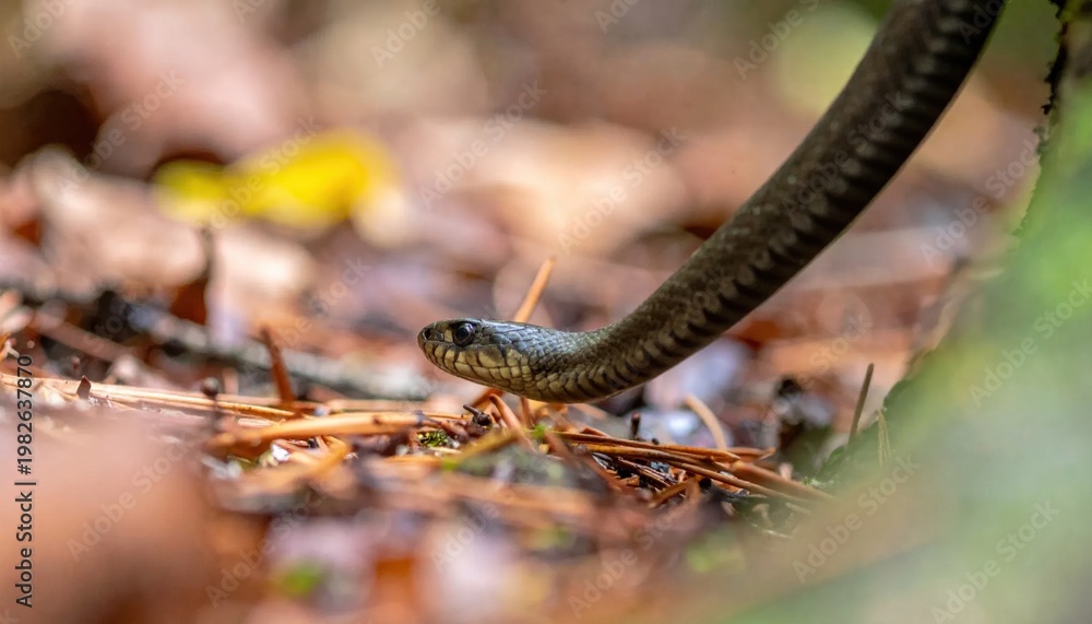 Obraz premium Close up of a non venomous snake in natural environment