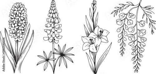 Botanical illustration of hyacinth, lupine, lily flowers and fern branch, hand drawn sketch elements isolated on transparent.