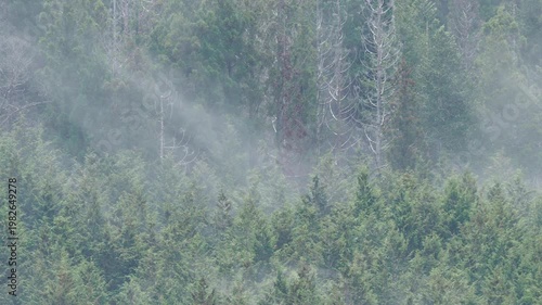 ヒノキ花粉の飛散