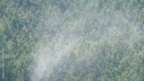 ヒノキ花粉の飛散