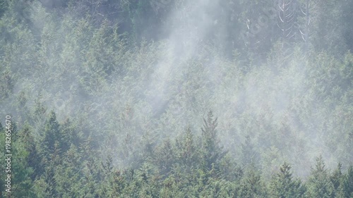 ヒノキ花粉の飛散
