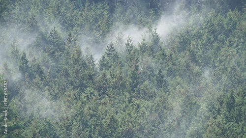ヒノキ花粉の飛散