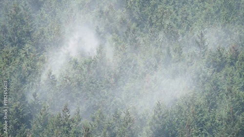 ヒノキ花粉の飛散