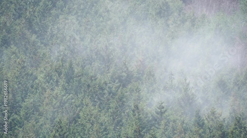 ヒノキ花粉の飛散