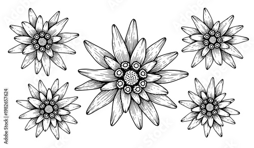 Vintage edelweiss botanical illustration vector set with hand drawn alpine flowers in black and white