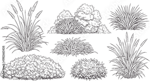 Collection of black and white line of various ornamental grasses and bushes plant