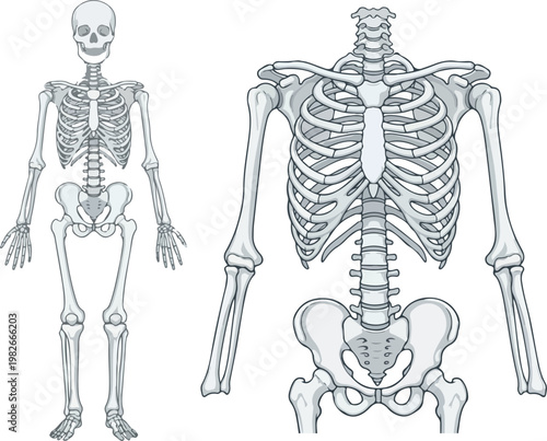 Human Skeletal System Anatomy Diagram with Full Body and Torso Close-up