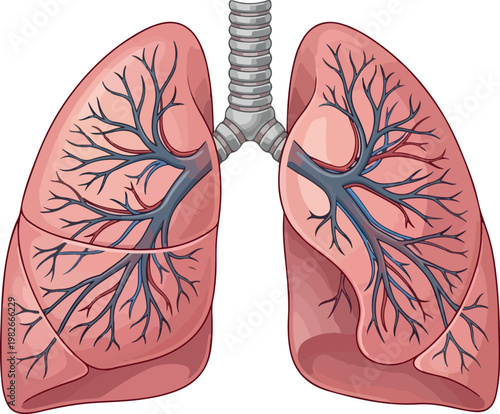 Human Lungs Anatomy Diagram on White Background