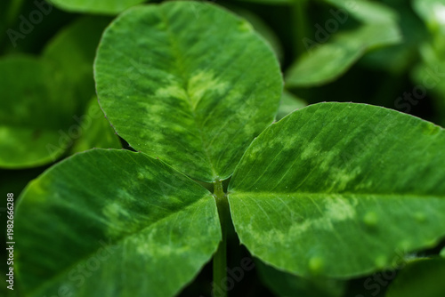 Detailed close-up of a vibrant green three-leaf clover, showcasing its delicate leaf patterns and natural texture.