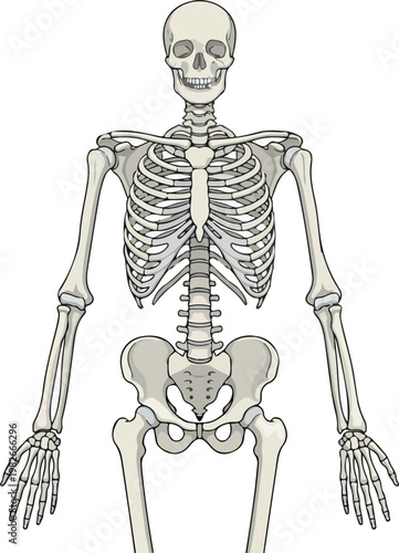Smiling Human Skeleton Anatomy Front View Diagram