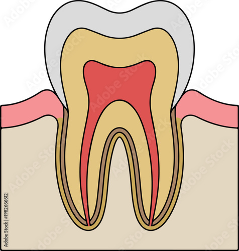 Human Tooth Anatomy Cross Section Diagram with Enamel Dentin Pulp Root Gum and Bone