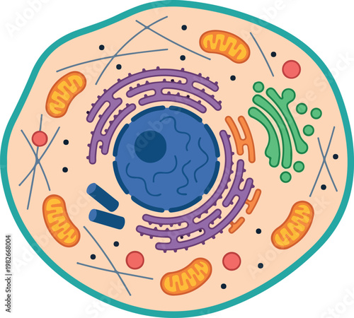 Detailed Animal Cell Anatomy with Organelles Diagram