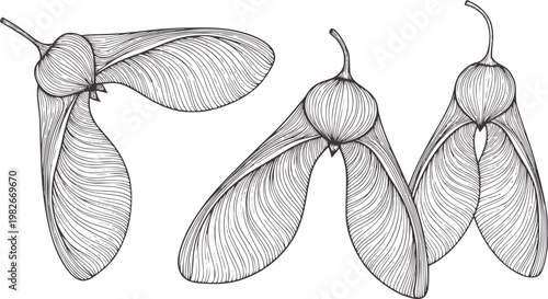 Three line of maple seeds in various orientations samara botanical