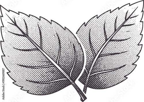 Two overlapping stylized leaves with veins and serrated edges leaf nature plant botanical