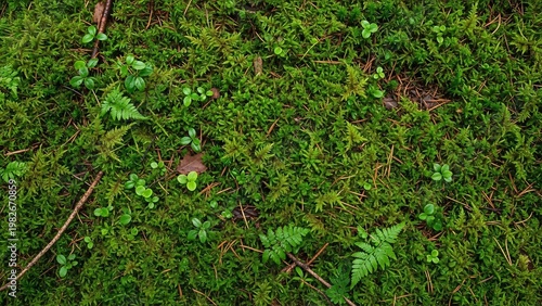 Forest Floor Moss and Ferns Close-up, Natural Green Background for Nature Themes