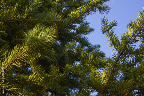 fir tree close up. Green branches of fir tree .
