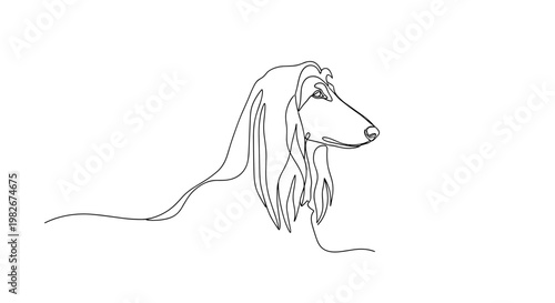 Afghan hound dog portrait line drawing on minimalist gray background