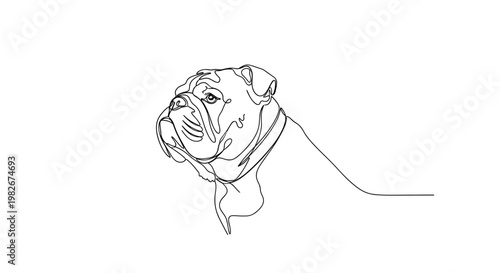 Bulldog dog portrait line drawing on minimalist gray background