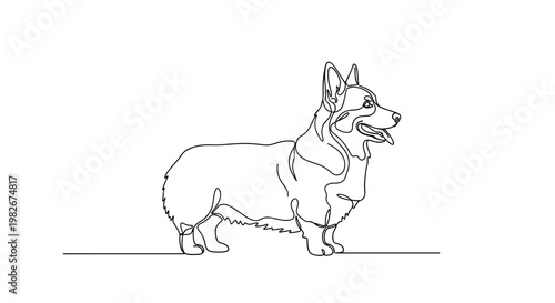 Corgi dog full body line drawing on minimalist gray background