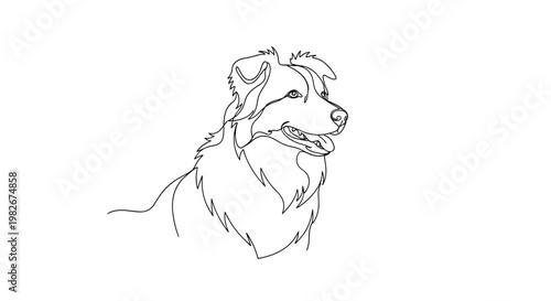 Border collie dog portrait line drawing on minimalist gray background
