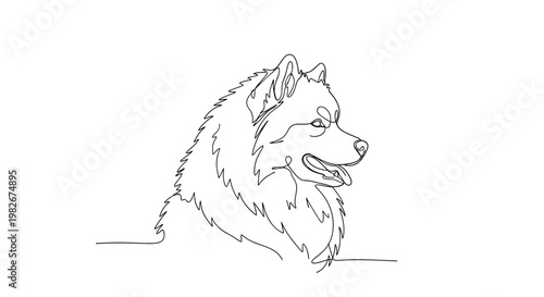 Samoyed dog portrait line drawing on minimalist gray background