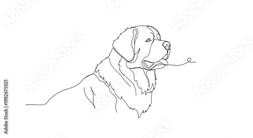 Saint Bernard dog portrait line drawing on minimalist gray background