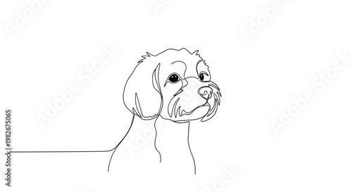 Maltese dog portrait line drawing on minimalist gray background