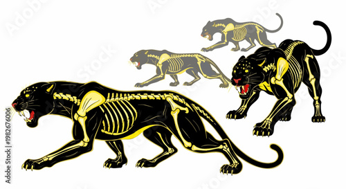 Black panther skeleton vector illustration, stylized wild cat anatomy with yellow bones, predatory jaguar and cougar silhouettes for streetwear design