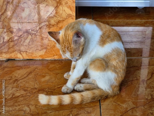 Orange and white domestic cat grooming itself on tiled floor in relaxed indoor setting