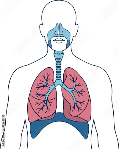 Anatomy of the Human Respiratory System with Lungs and Airway Tract
