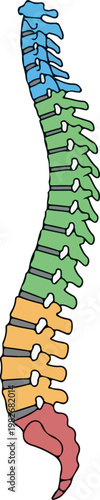 Colorful Human Spine Anatomy Diagram with Vertebral Sections