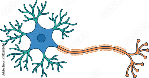 Basic Human Neuron Cell Diagram with Axon and Dendrites