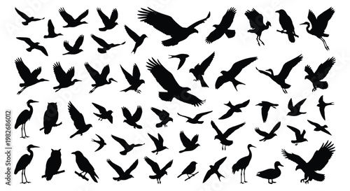 Black bird silhouettes collection, flying birds and perched avian species vector set, wild eagle and hawk icons, nature wildlife graphics
