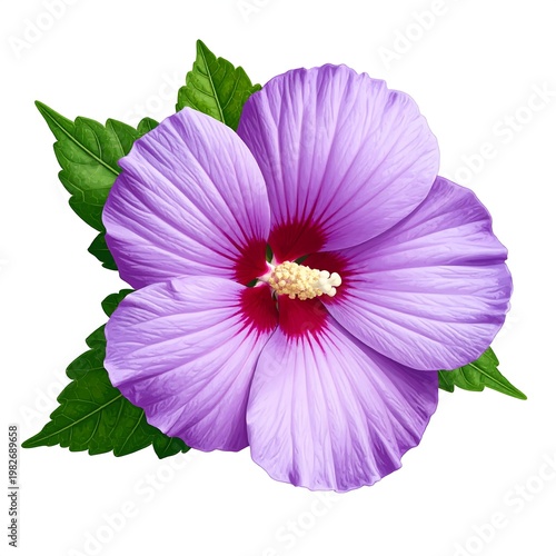 A large purple flower with green leaves on a white background (1)
