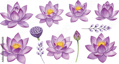 A beautiful nature illustration of pink water lilies and lotus flowers blooming in a summer garden with purple violet petals and green flora leaves in a floral pattern design