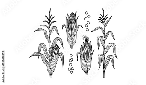 Canvas Print Title:
Corn stalk line art vector set with maize plant leaves and cob botanical