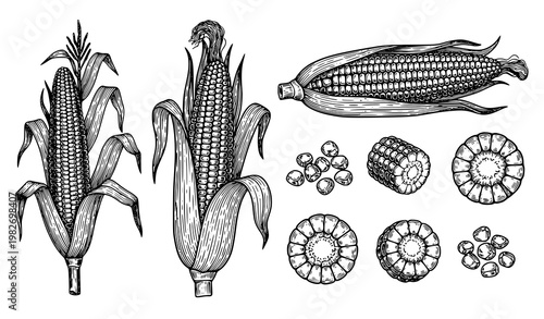 Title:
Vintage corn engraving vector set with maize plant cobs kernels botanical black and white clip art isolated