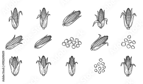 Title:
Corn doodle icon set hand drawn outline vector with maize cob and kernels simple line clipart symbols