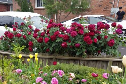 Garden blooming with red roses, pink peonies, yellow tulips